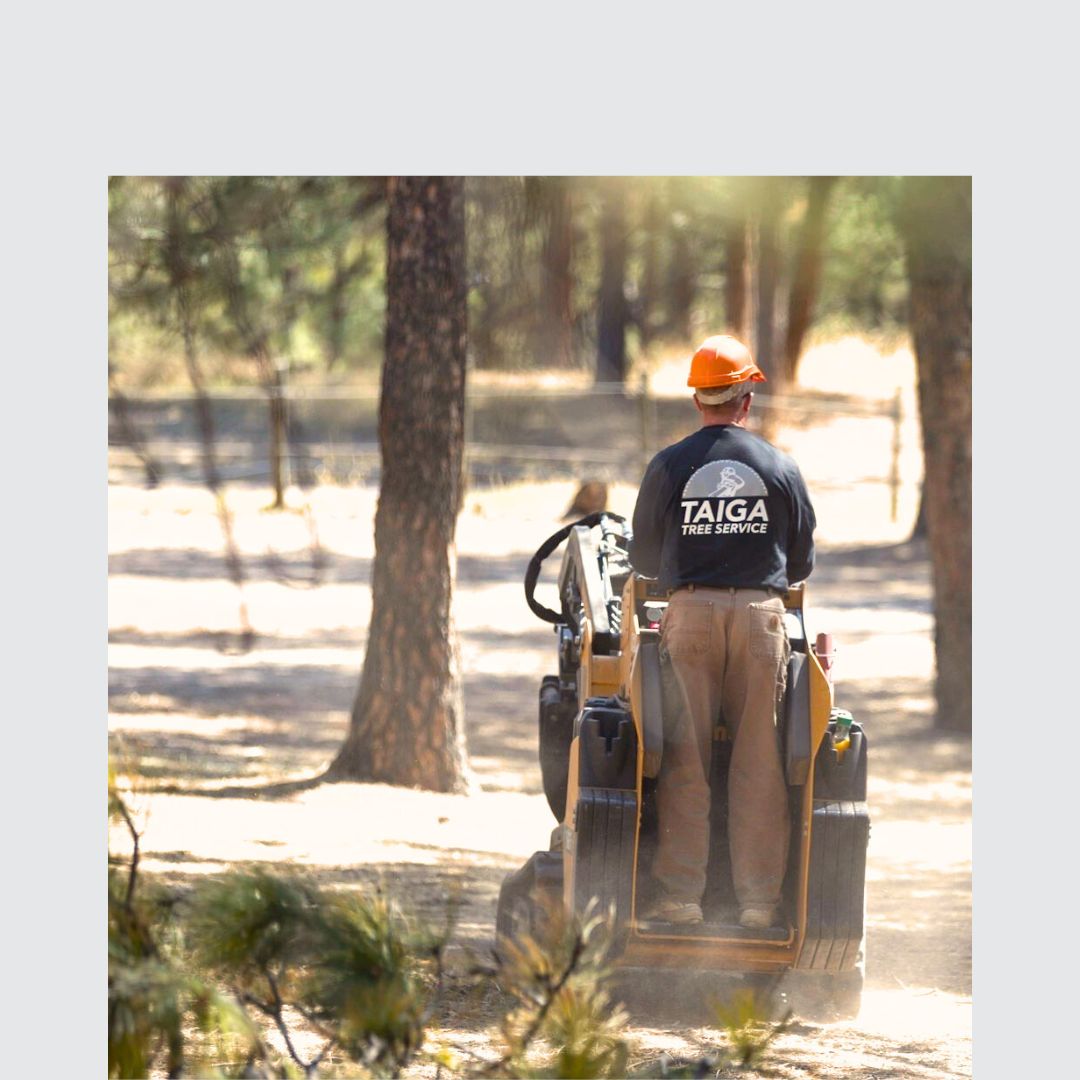 Taiga Tree Service