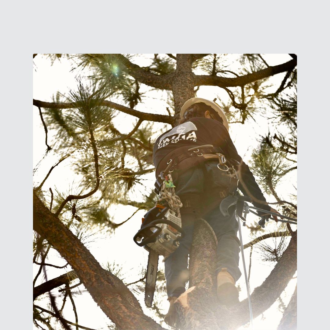 services Taiga Tree Service