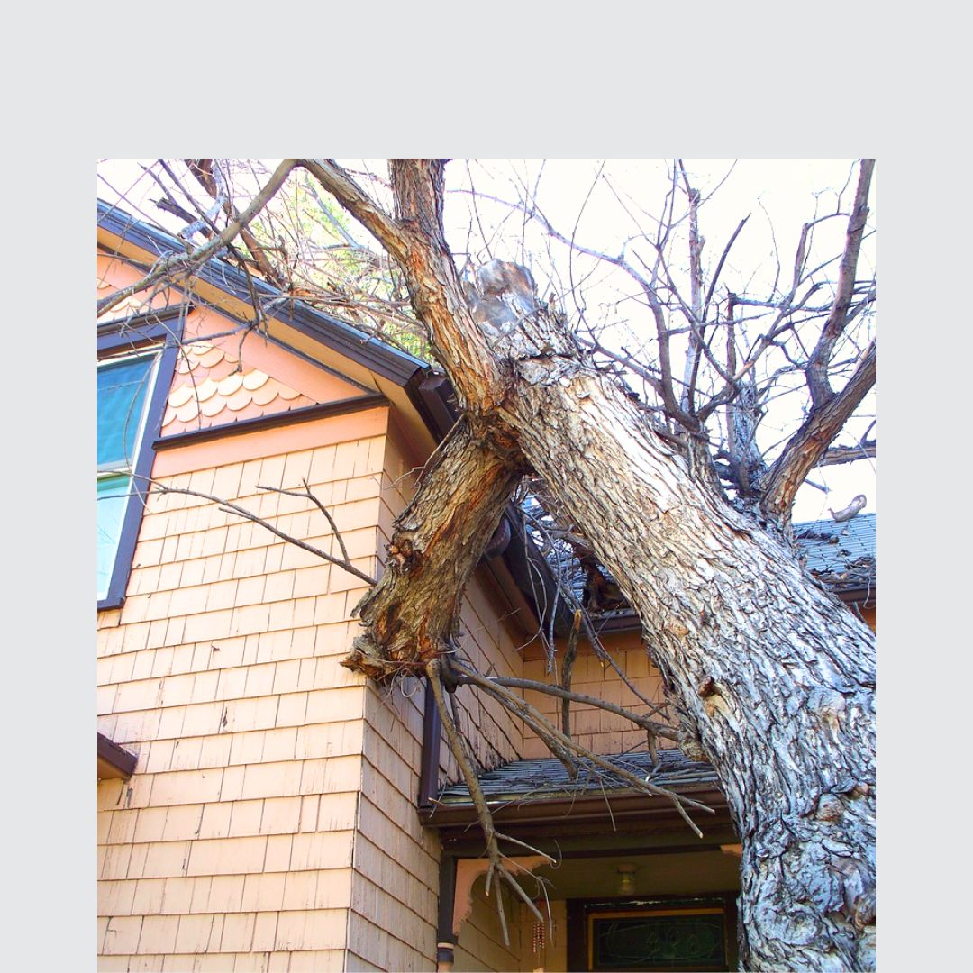 Taiga Tree Service