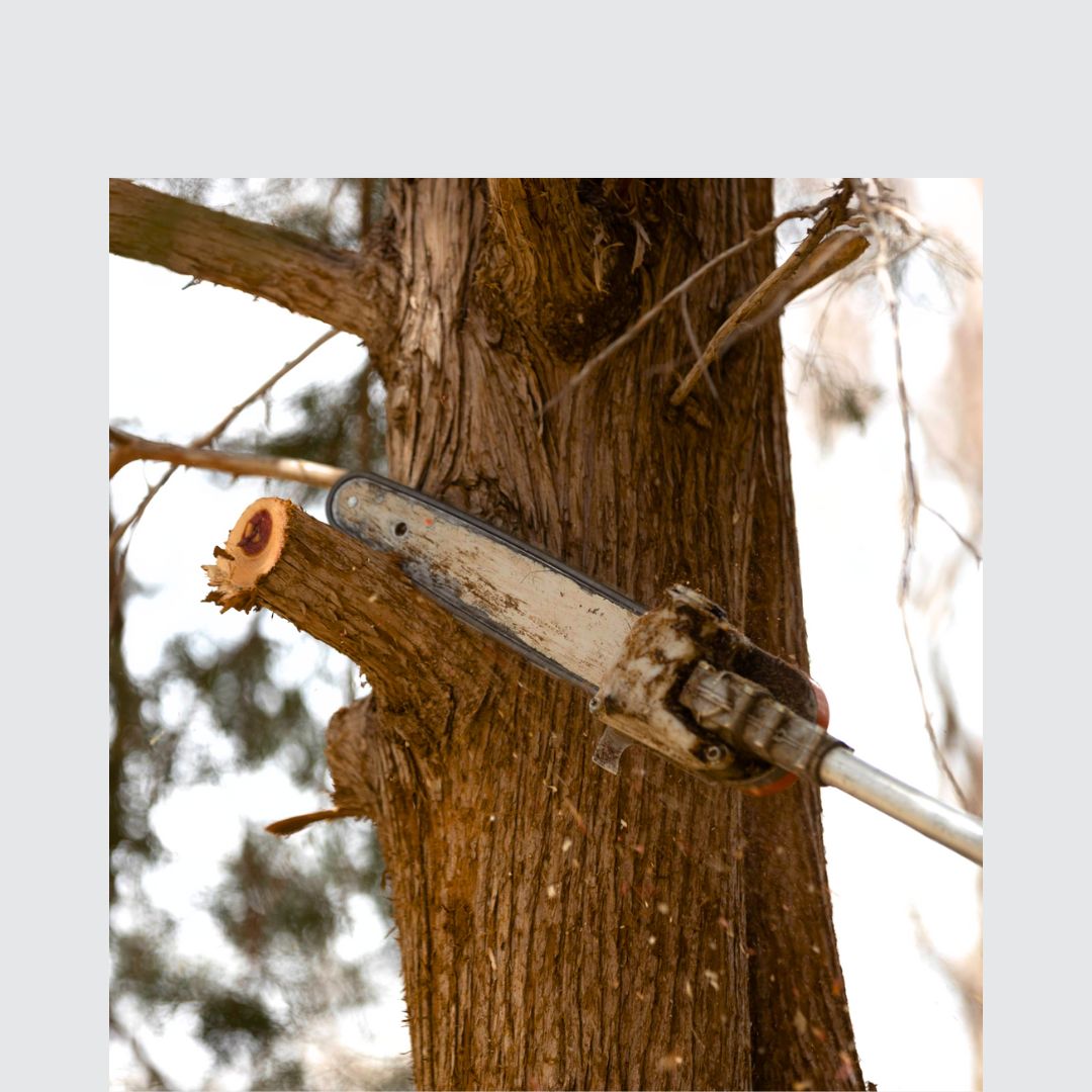 Taiga Tree Service
