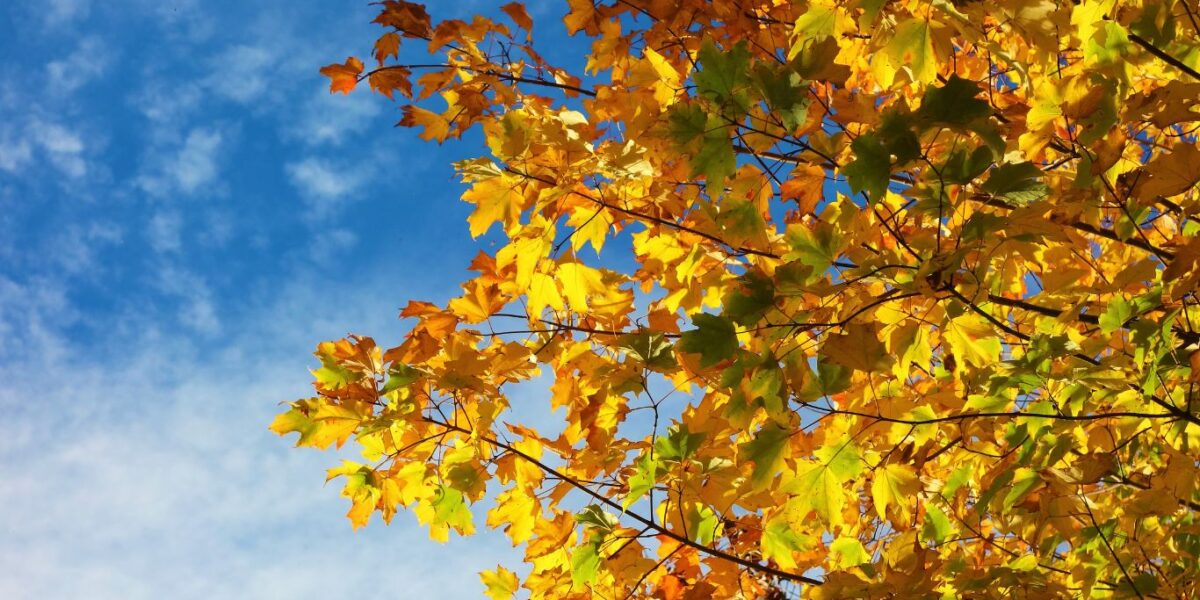Fall Tree Care Guide