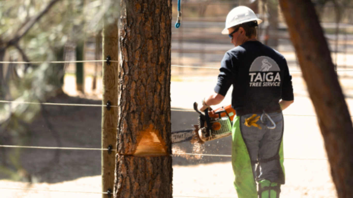 Taiga Tree Service