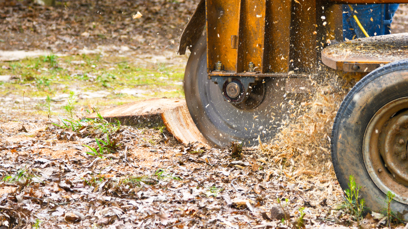 Taiga Tree Service