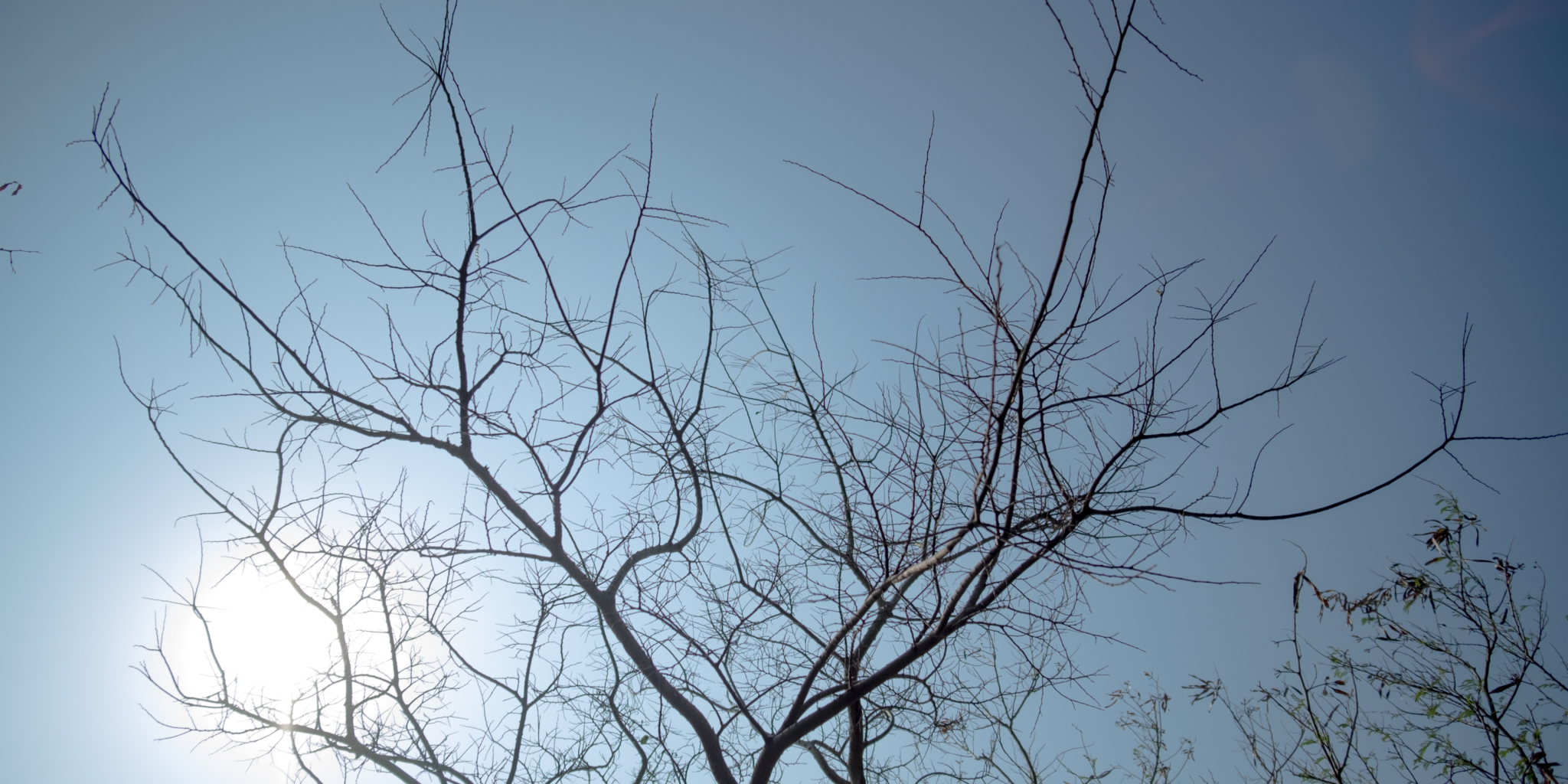 Taiga Tree Service